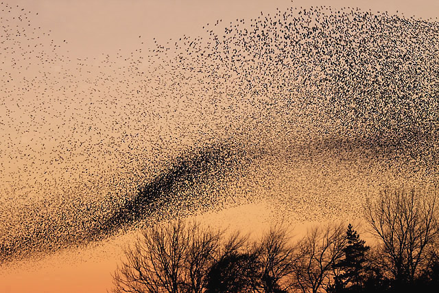 Image of a flock of starlings, from Wikimedia Commons, taken by Walter Baxter and licensed under the Creative Commons Attribution-ShareAlike 2.0 Generic license.
